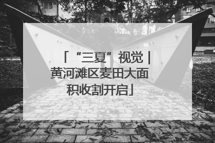 “三夏”视觉｜黄河滩区麦田大面积收割开启