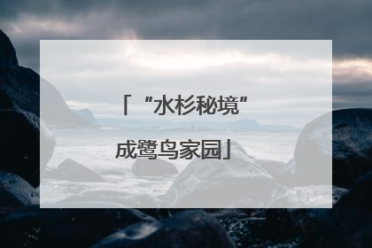 “水杉秘境”成鹭鸟家园