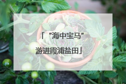 “海中宝马”游进霞浦盐田