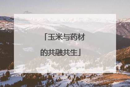 玉米与药材的共融共生