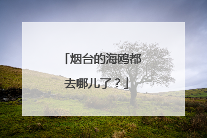 烟台的海鸥都去哪儿了？