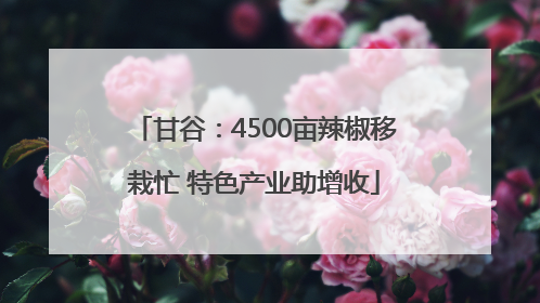 甘谷：4500亩辣椒移栽忙 特色产业助增收