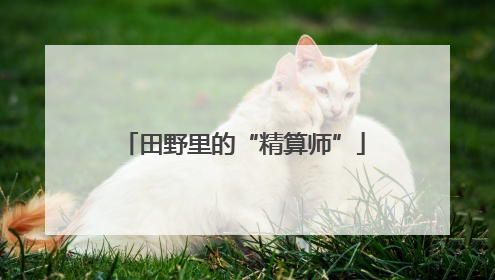 田野里的“精算师”