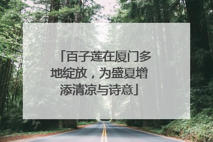 百子莲在厦门多地绽放，为盛夏增添清凉与诗意