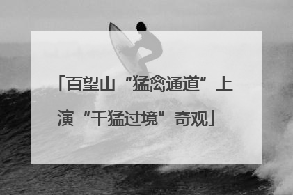 百望山“猛禽通道”上演“千猛过境”奇观