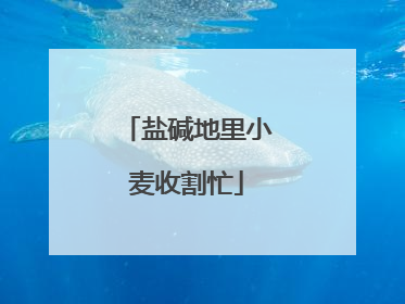 盐碱地里小麦收割忙