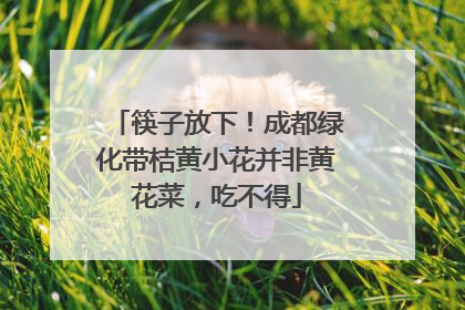 筷子放下！成都绿化带桔黄小花并非黄花菜，吃不得