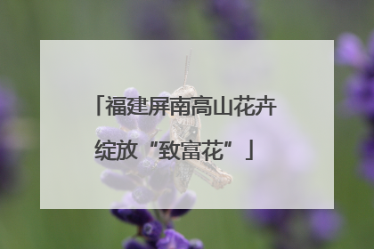 福建屏南高山花卉绽放“致富花”
