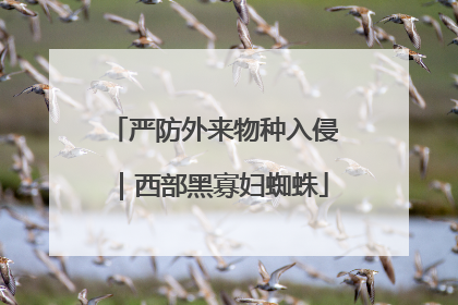 严防外来物种入侵｜西部黑寡妇蜘蛛