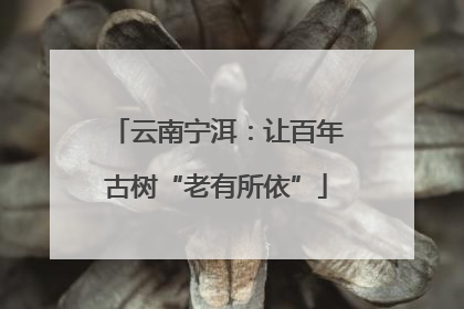 云南宁洱：让百年古树“老有所依”