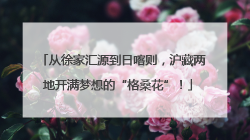 从徐家汇源到日喀则，沪藏两地开满梦想的“格桑花”！