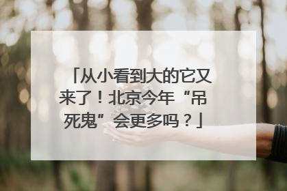 从小看到大的它又来了！北京今年“吊死鬼”会更多吗？