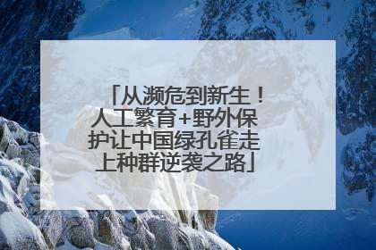 从濒危到新生！人工繁育+野外保护让中国绿孔雀走上种群逆袭之路