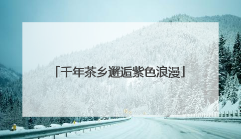千年茶乡邂逅紫色浪漫