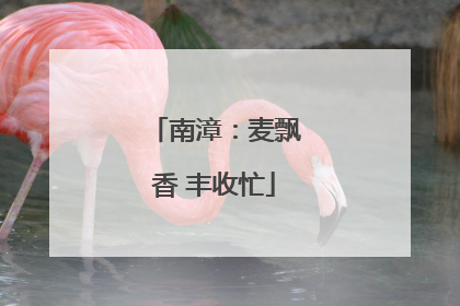 南漳：麦飘香 丰收忙