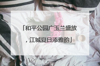 和平公园广玉兰盛放，江城夏日添雅韵