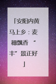 安阳内黄马上乡：麦穗飘香 “丰”景正好