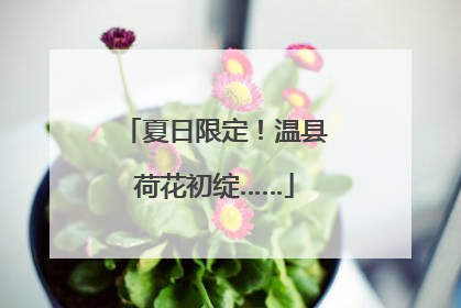 夏日限定！温县荷花初绽……