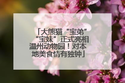 大熊猫“宝弟”“宝妹”正式亮相温州动物园！对本地美食情有独钟
