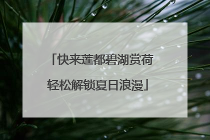 快来莲都碧湖赏荷 轻松解锁夏日浪漫