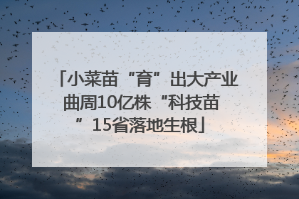 小菜苗“育”出大产业 曲周10亿株“科技苗”15省落地生根