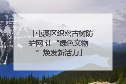 屯溪区织密古树防护网 让“绿色文物”焕发新活力