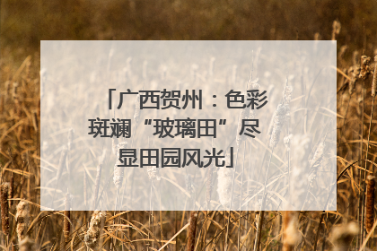 广西贺州：色彩斑斓“玻璃田”尽显田园风光