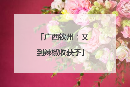 广西钦州：又到辣椒收获季