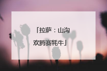 拉萨：山沟欢腾赛牦牛