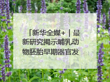 新华全媒+｜最新研究揭示哺乳动物胚胎早期器官发育“密码”