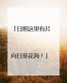 日照这里有片向日葵花海！