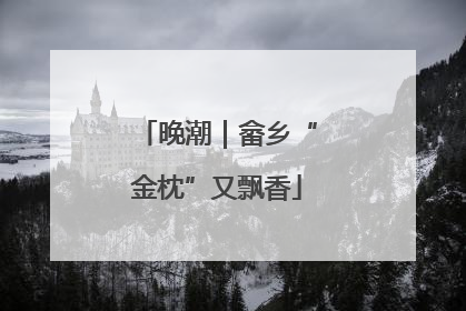晚潮｜畲乡“金枕”又飘香