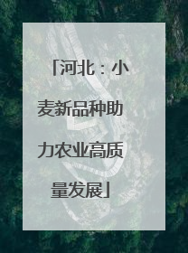 河北：小麦新品种助力农业高质量发展