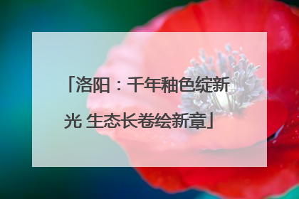 洛阳：千年釉色绽新光 生态长卷绘新章