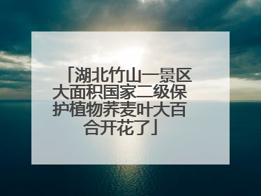 湖北竹山一景区大面积国家二级保护植物荞麦叶大百合开花了