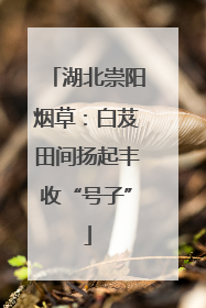 湖北崇阳烟草：白芨田间扬起丰收“号子”