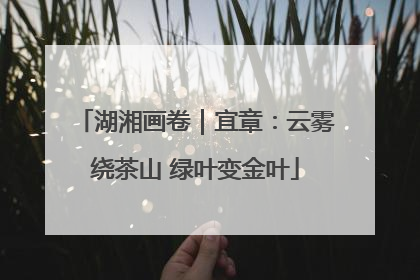 湖湘画卷｜宜章：云雾绕茶山 绿叶变金叶