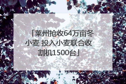 莱州抢收64万亩冬小麦 投入小麦联合收割机1500台