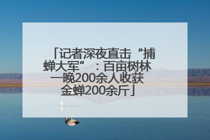 记者深夜直击“捕蝉大军”：百亩树林一晚200余人收获金蝉200余斤