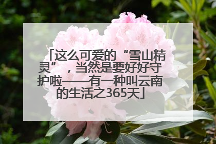 这么可爱的“雪山精灵”，当然是要好好守护啦——有一种叫云南的生活之365天