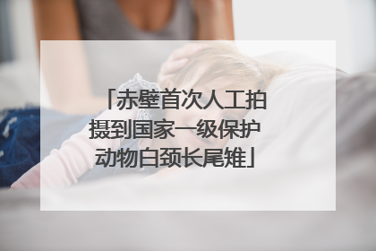赤壁首次人工拍摄到国家一级保护动物白颈长尾雉