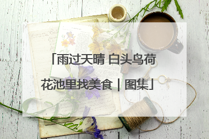 雨过天晴 白头鸟荷花池里找美食｜图集