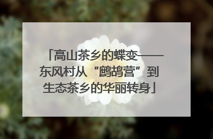 高山茶乡的蝶变——东风村从“鹧鸪营”到生态茶乡的华丽转身