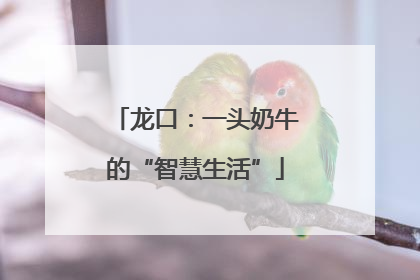 龙口：一头奶牛的“智慧生活”