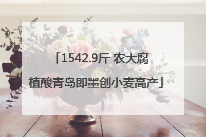 1542.9斤 农大腐植酸青岛即墨创小麦高产