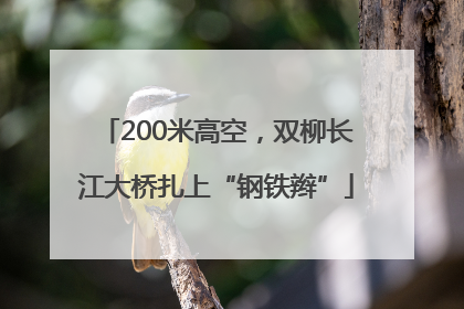 200米高空，双柳长江大桥扎上“钢铁辫”